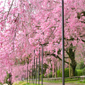 京都府立植物園の桜観賞＆半木の道・しだれ桜の並木道のんびりお花見散歩