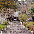 《関西花の寺25ヶ所巡り》第8回【奈良・大阪】見頃の花：ツバキ・モクレン・サクラ