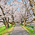 背割堤「桜のトンネル」＆亀岡・七谷川「和らぎの道」／渓山閣の会席料理・温泉入浴