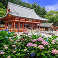ランチバイキング＆温泉入浴・大阪 紫陽花の名所 勝尾寺の境内の紫陽花を愛でる旅