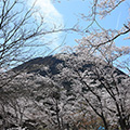近江富士花緑公園・桜観賞お花見散歩フリータイム